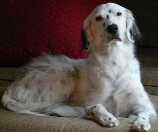 English Setter